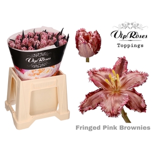 Tu Fr Vip Fringed Pink Brownies