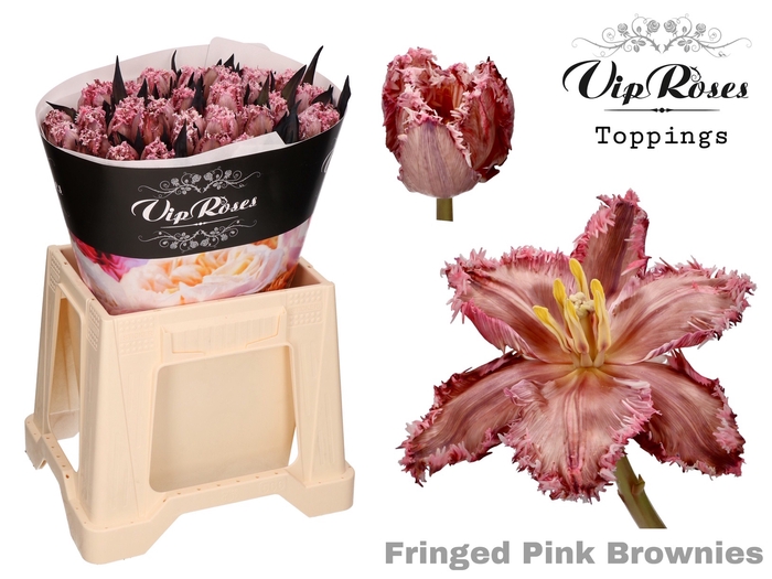 <h4>Tu Fr Vip Fringed Pink Brownies</h4>