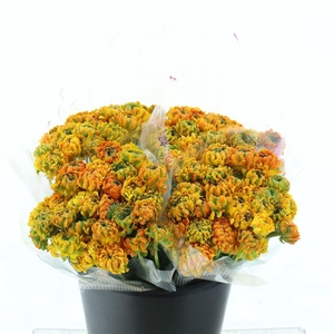 Ran Ponpon Merlino Orange Extra