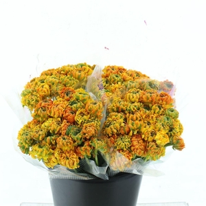 Ran Ponpon Merlino Orange Extra