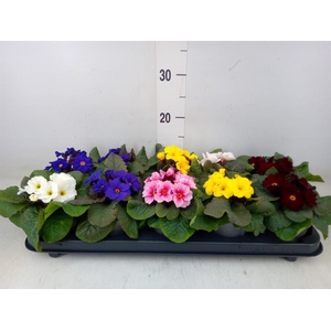 Primula juliae 'Wanda'