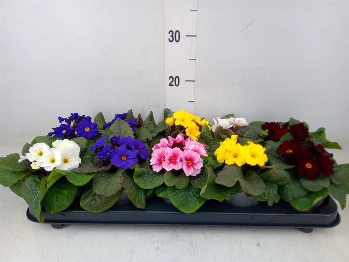 <h4>Primula juliae 'Wanda'</h4>
