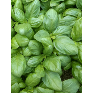 Ocimum basilicum