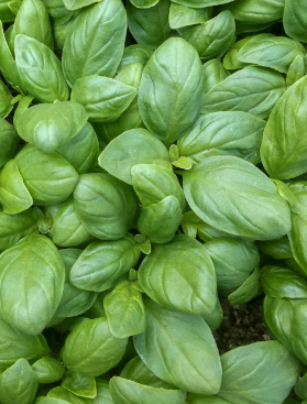 <h4>Ocimum basilicum</h4>