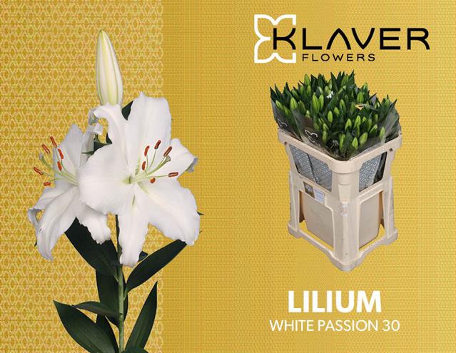 <h4>LI OR WHITE PASSION</h4>