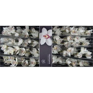 Cymbidium Cymb Tak Nr 60