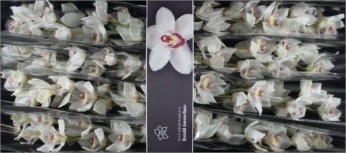 <h4>Cymbidium Cymb Tak Nr 60</h4>