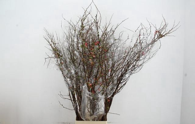 <h4>CHAENOMELES SUPERBA 150CM</h4>