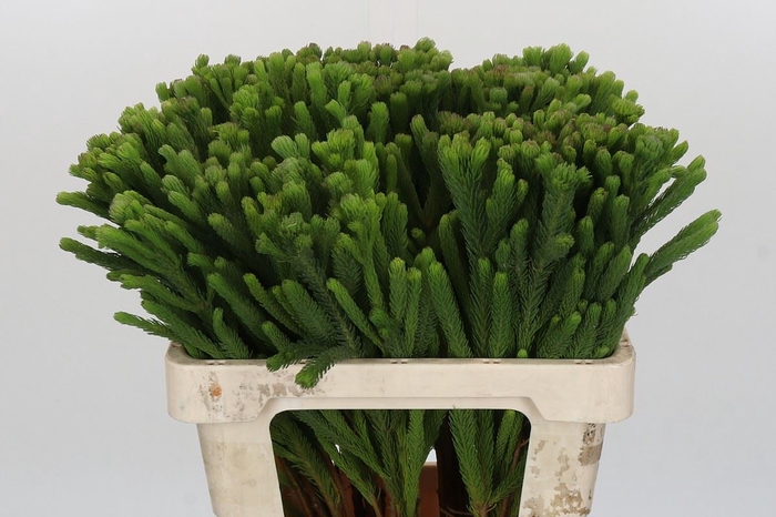 <h4>BRUNIA ALBIFLORA</h4>