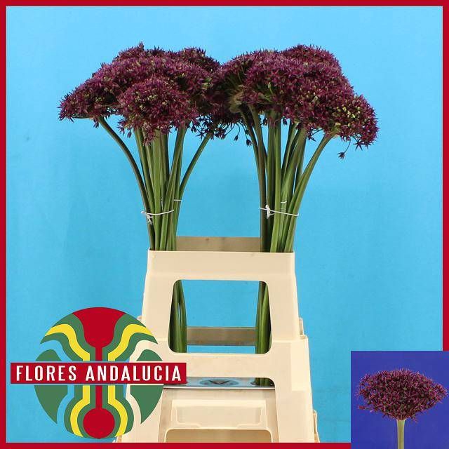 <h4>ALLIUM CHERRY</h4>