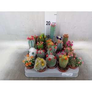 Cactus   ...decorated