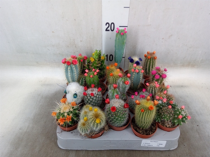 <h4>Cactus   ...decorated</h4>