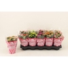 Kalanchoe
