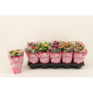 Kalanchoe gevuld gemengd 5klr.