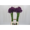 Allium Jackpot