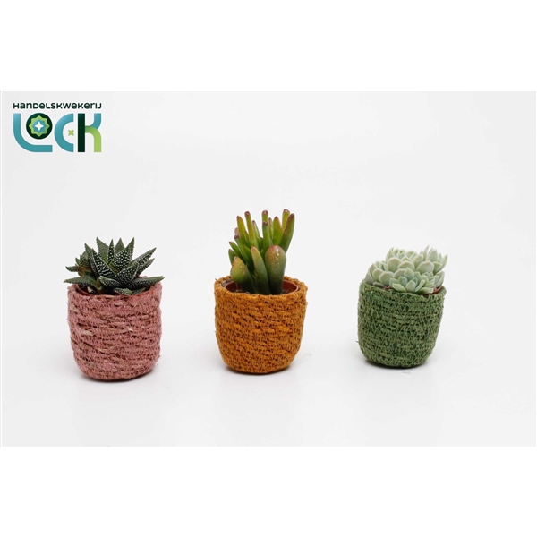 <h4>Succulenten mix in Stef Rotan Mix</h4>