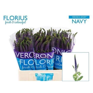 Veronica Smart Navy