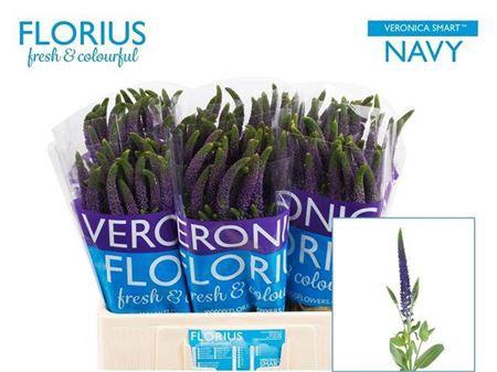 <h4>Veron Smart Navy</h4>