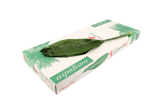 <h4>Aspidistra 80 Dolphin</h4>