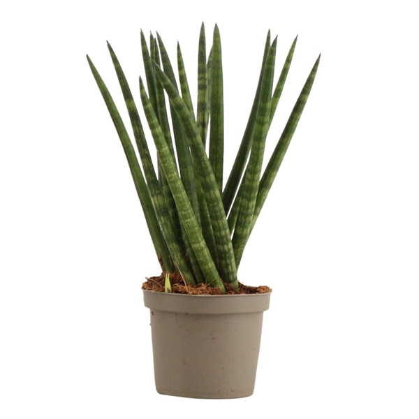 <h4>Sansevieria Cylindrica 9 cm Spaghetti</h4>