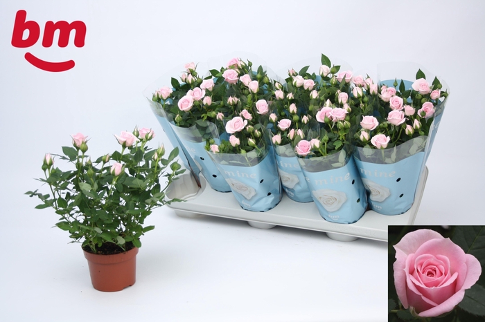 <h4>RO BABY JEWEL</h4>