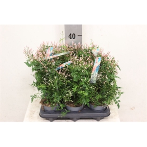 Jasm Polyanthum Wit