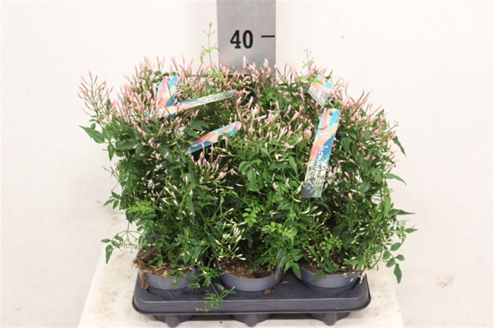 <h4>Jasm Polyanthum Wit</h4>