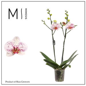 Phalaenopsis Goya 2 spike - 12cm | Mimesis