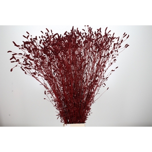 Sanquisorba Kl Bh Bordeaux