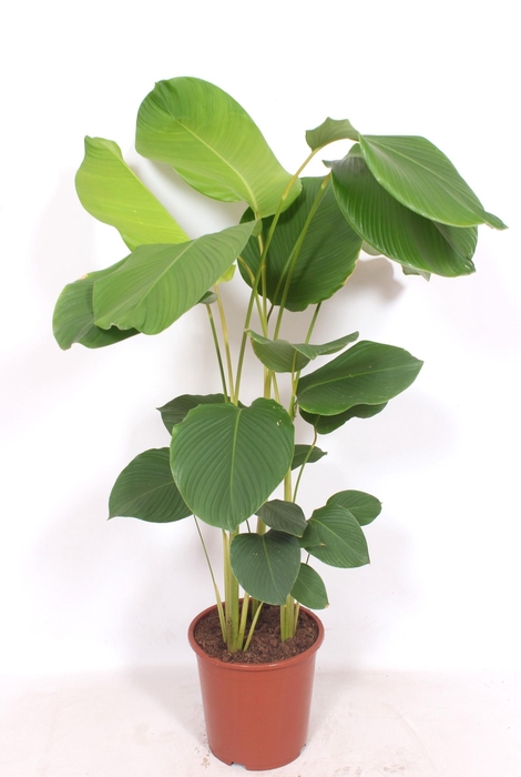 <h4>Calathea Lutea</h4>
