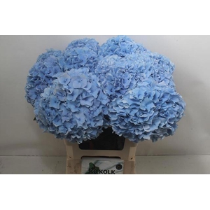 HYDR M CH CHALLEN BL