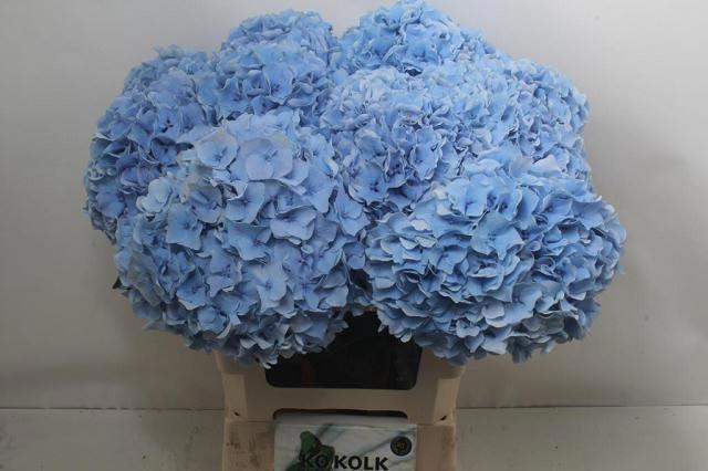 <h4>HYDR M CH CHALLEN BL</h4>