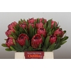 Protea Red Ice
