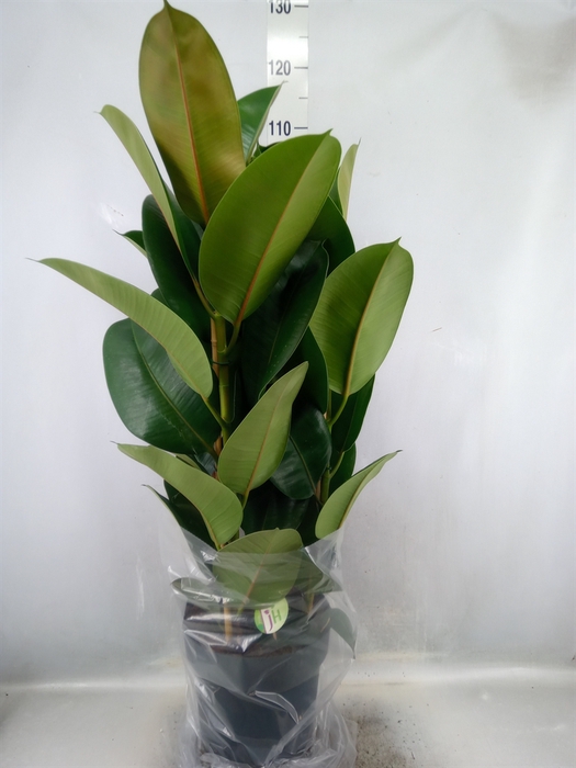 <h4>Ficus elastica 'Robusta'</h4>