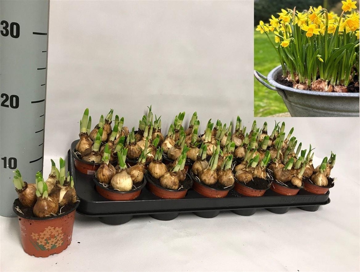 arr8 Narc O Tete A Tete