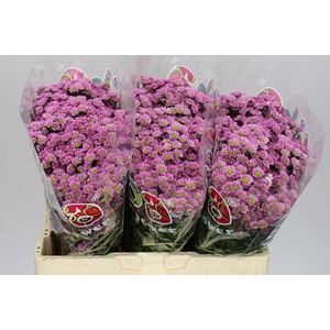 Sant Mad Tanga Pink