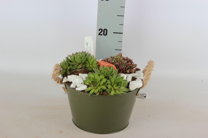 <h4>ARR SEMPERVIVUM</h4>