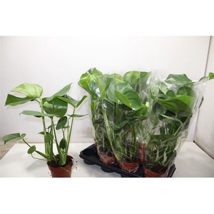 Monstera Deliciosa