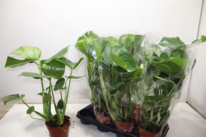 <h4>Monstera Deliciosa</h4>