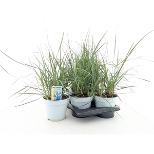 SESLERIA NITIDA