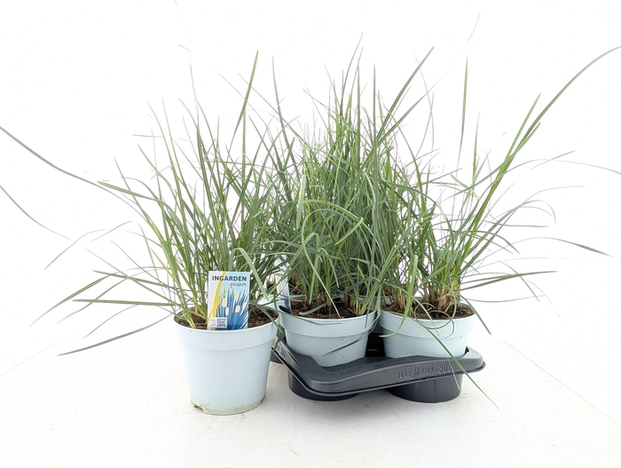 <h4>SESLERIA NITIDA</h4>