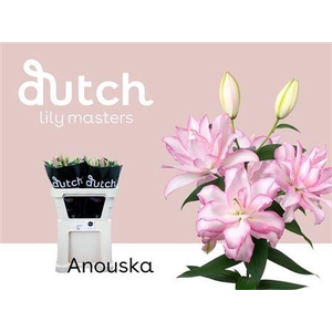 Li Or Du Anouska