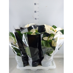 Anthurium andr. 'Alaska'