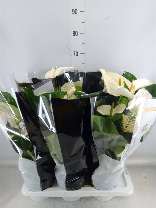 <h4>Anthurium andr. 'Alaska'</h4>