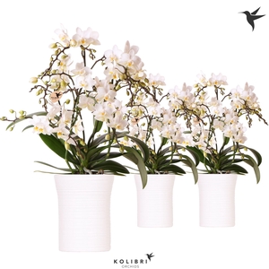 Kolibri Orchids Phalaenopsis Botanic 4 spike in Furrow pot