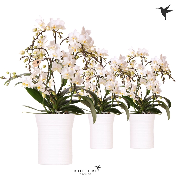 <h4>Kolibri Orchids Phalaenopsis Botanic 4 spike in Furrow pot</h4>