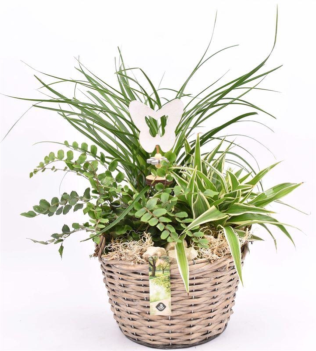 <h4>Wilg mand grijs met oor 23cm</h4>