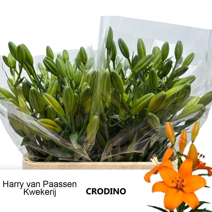 <h4>LI LA CRODINO</h4>