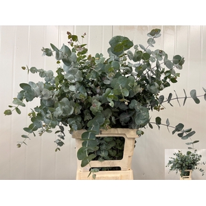EUC CINEREA PER BOS