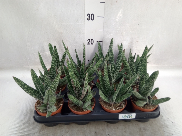 <h4>Gasteria  'Minor'</h4>